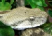Macrovipera lebetina obtusa Macrovipera lebetina obtusa