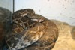 Macrovipera mauretanica