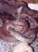 Macrovipera schweizeri