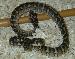 Irian Jaya/Jungle Carpet Python X Irian Jaya/Jungle Carpet Python X