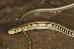 Western Slender Glass Lizard