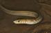 Western Slender Glass Lizard