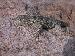 Sceloporus clarkii Sceloporus clarkii