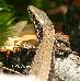 Podarcis muralis Podarcis muralis