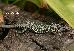 Podarcis muralis Podarcis muralis