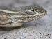 Sceloporus undulatus consobrinus Sceloporus undulatus consobrinus