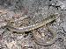 Ophisaurus ventralis Ophisaurus ventralis