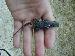Sceloporus undulatus undulatus Sceloporus undulatus undulatus