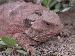 Phrynosoma douglasii Phrynosoma douglasii