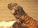 Uromastyx acanthinurus Uromastyx acanthinurus