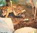 Oxyuranus s. scutellatus