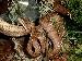Corallus Hortulanus Corallus Hortulanus