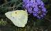 Colias eurytheme