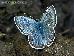 Plebejus icarioides