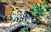 Boiga dendrophila dendrophila Boiga dendrophila dendrophila