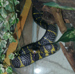 Boiga_dendrophila