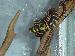 Boiga Dendrophila Gemmicincta//Sulawesi Mangrove Snake Boiga Dendrophila Gemmicincta//Sulawesi Mangrove Snake