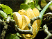 Morelia viridis Morelia viridis