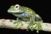 Boophis elenae Boophis elenae