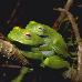 Boophis luteus