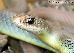 Coluber constrictor mormon Coluber constrictor mormon