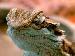 Pogona vitticeps