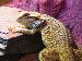 Pogona Vitticeps