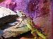 Pogona Vitticeps