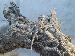 Pogona vitticeps Pogona vitticeps