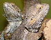 Pogona vitticeps - Bartagame