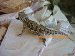 Pogona henrylawsoni