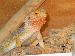Pogona vitticeps Pogona vitticeps
