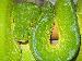 Morelia viridis manokwari Morelia viridis manokwari