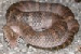 Acanthophis laevis Acanthophis laevis