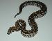 Acrantophis dumerili Acrantophis dumerili