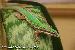 0,1 Phelsuma cepediana