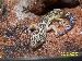 Leopardgecko 1.0