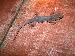 Hemidactylus garnotii Hemidactylus garnotii