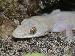 Hemidactylus mabouia Hemidactylus mabouia