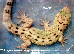 Gekko monarchus - Monarchgecko