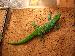 Phelsuma mad.boehmei