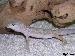 0.1 Leopardgecko