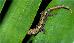 Lepidodactylus lugubris Lepidodactylus lugubris