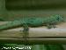 0,1 Phelsuma l.laticauda