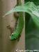 0,1 Phelsuma cepediana