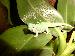 Phelsuma madagascarensis madagacaresis