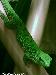 0,1 Phelsuma mad.grandis