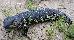 Tiliqua rugosa Tiliqua rugosa
