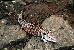 Tiliqua gigas evanescens Tiliqua gigas evanescens