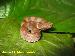 Bothrocophias hyoprora